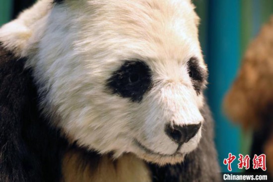 全球首只仿生大熊猫机器人“小川”在成都亮相